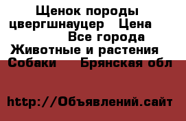 Щенок породы  цвергшнауцер › Цена ­ 30 000 - Все города Животные и растения » Собаки   . Брянская обл.